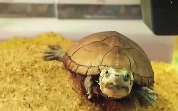 ͷ��������ʲô�ꣿ
