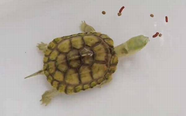 �ƺ���ˮ����ʲô�ꣿ