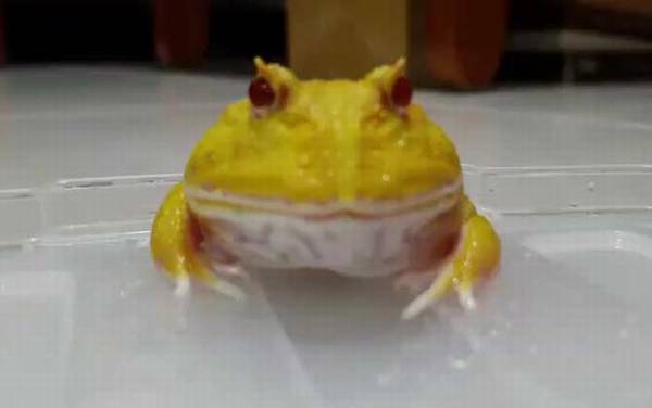 �ƽ������ʲô�ܣ�
