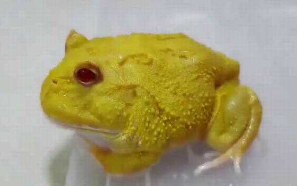 �ƽ������ʲô�ܣ�