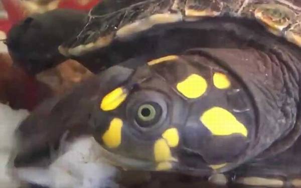 ��ͷ�ྱ����ʲô�ꣿ