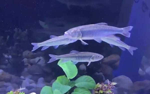 Ϫ�������������ʲô����