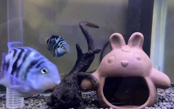 ��������ʲô�㣿