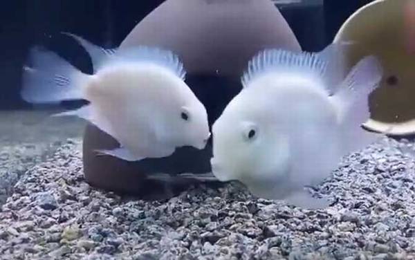 ���������༰ͼƬ��ȫ