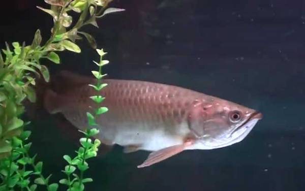 �������ʲôʳ�