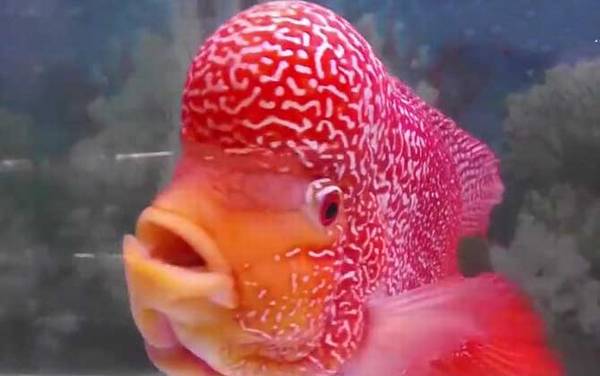 �޺�����ʲô�㣿