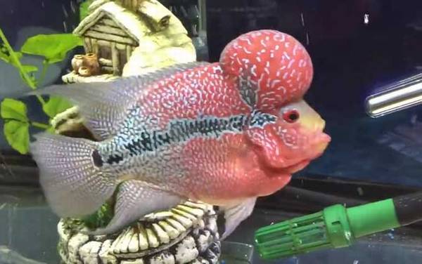 �޺����ʲô��ͷ��