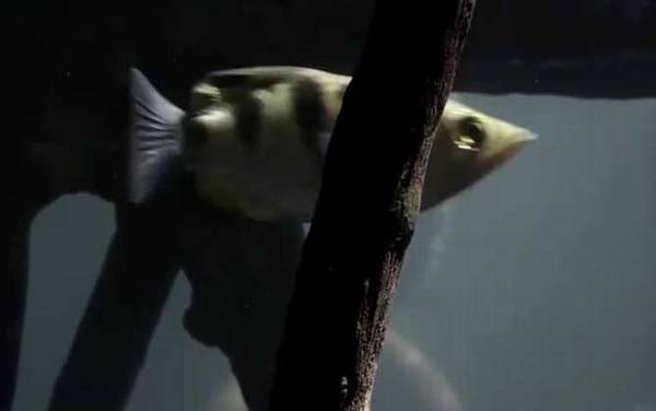 ��ˮ����ʲô�㣿