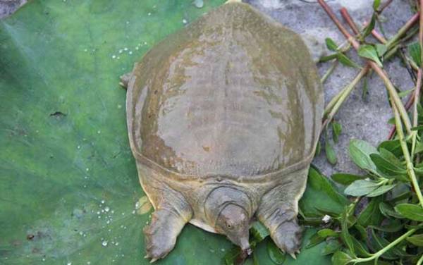 ���㷱ֳ������ע������