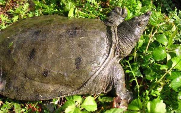���㷱ֳ������ע������