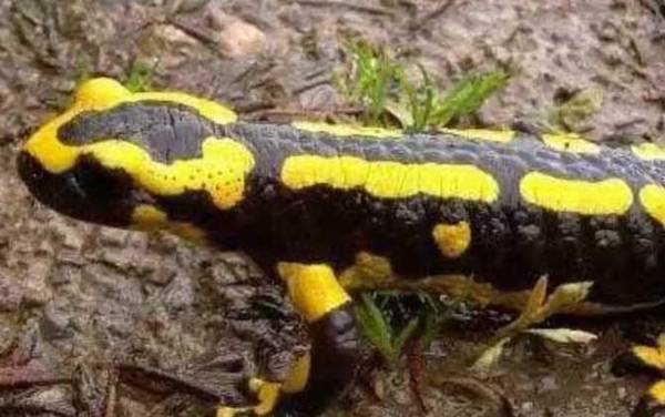 �������ʲô���
