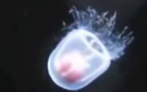 ����ˮĸ��ʲô���