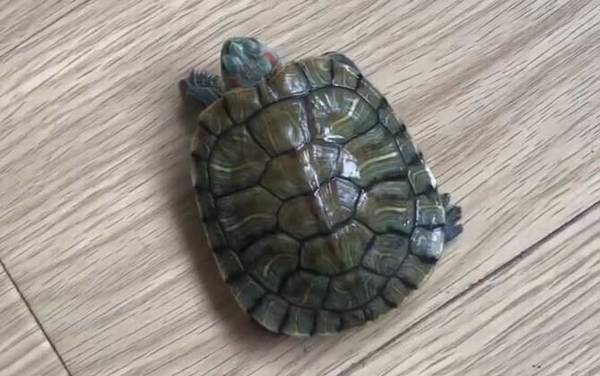 ��������۲���򵥷��η���