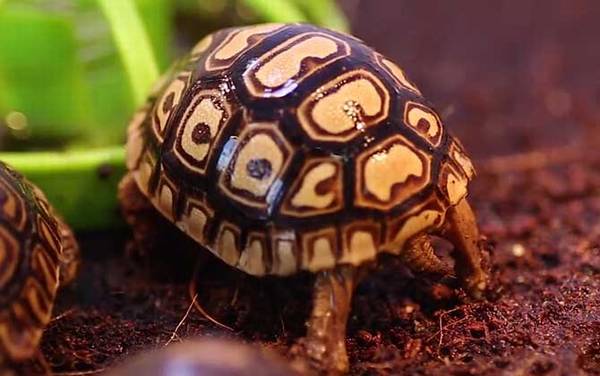 �����ʲô������