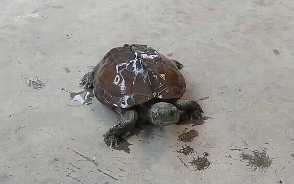 �л��ݹ���ô����