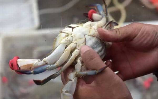 �з��ĸ��ô�ֱ棿