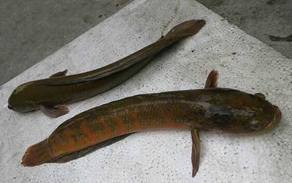 ����ϲ����ʲô������