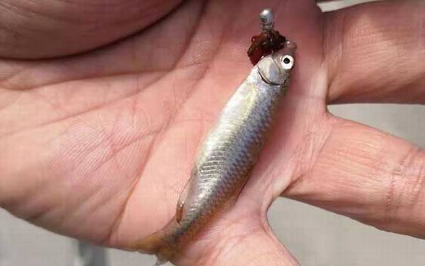 ������һ�귱ֳ���Σ�