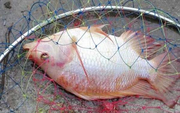 �޷����ܳ������أ�