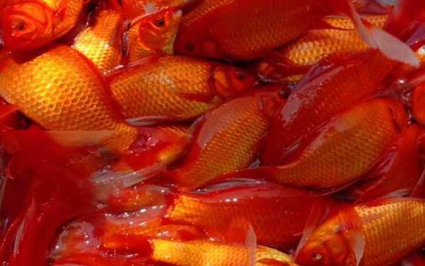 ����������ιһ�Σ�