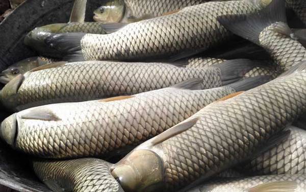 ������ֳ��������������