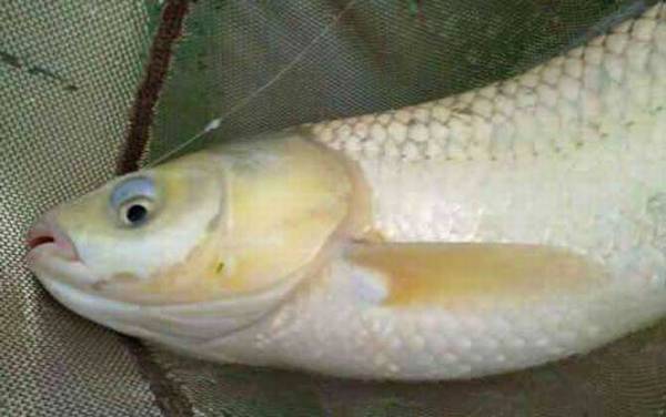 ������ʲô�㣿