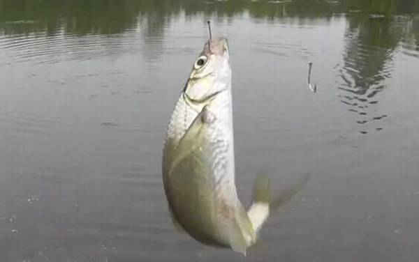 ������̶���