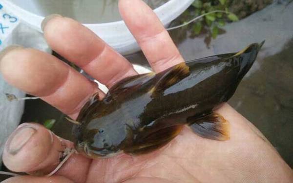 ʯ������ʲô�㣿