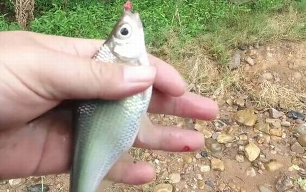 ����������ʲô�㣿
