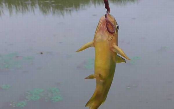 �����ѧ����ʲô�㣿