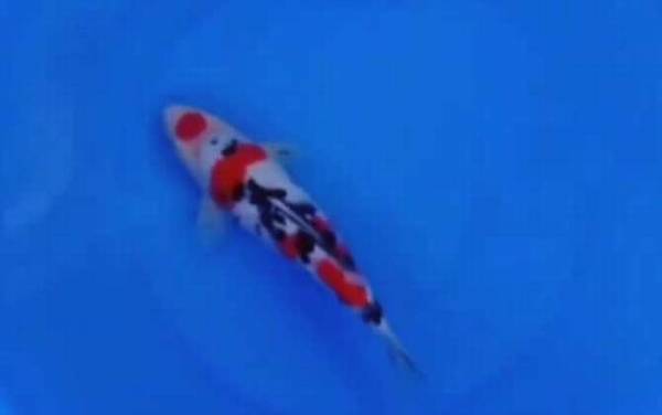 ������ɫ��ʲô�㣿