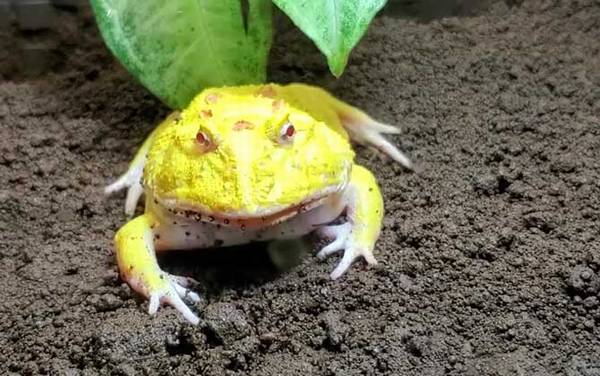 �ƽ���������ж೤��