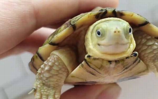 ʯ��Ǯ����ʲô�ꣿ