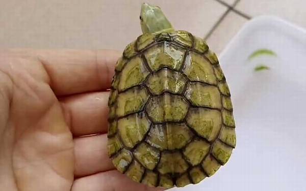 ʯ��Ǯ����۸����Ǯһֻ��