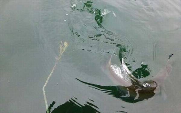��������ʲô���ѣ�