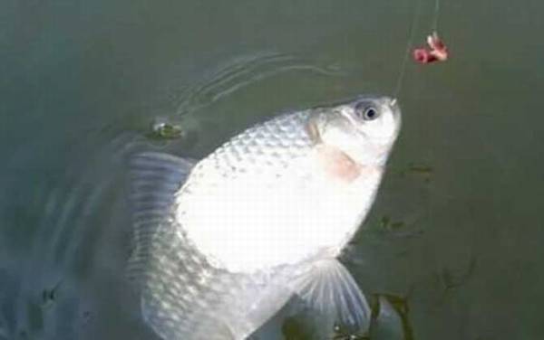 �����������û��Ƕ��Ϻã�