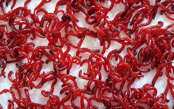 ����ˮ�ʺ�����Σ����