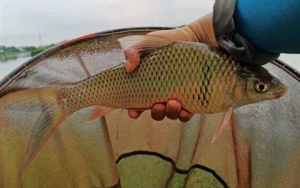 ��������ϲ��ʲôζ�͵Ķ��ϣ�