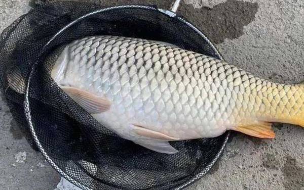 �ٴ���������ʲô���Ϻã�