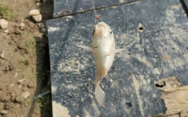 �������ü��Ź���ã�
