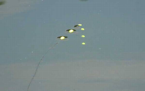 ��Ư������Ư�ĸ����ã�