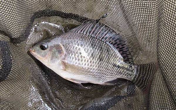 ���޷���������估�����䷽