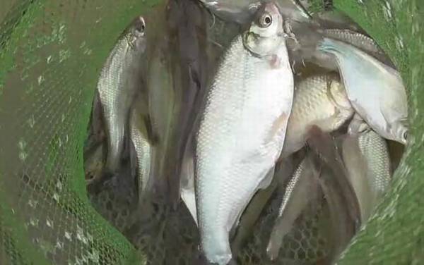 �������ü����߼��Ź�����Ư��