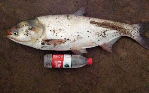 �ָ͵�������Ǧ�����ٱȽϺã�