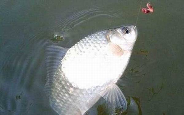 ̨����Ư��������Ŀ��