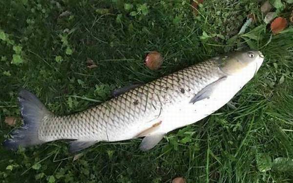 �����׵�������ô��Ư��