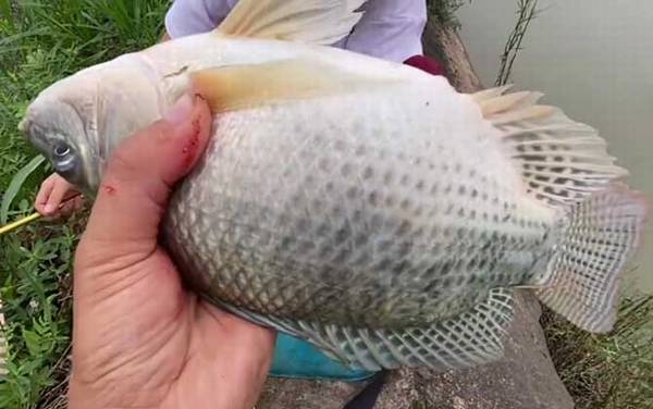 ҹ���޷���������ǵ�Զ��