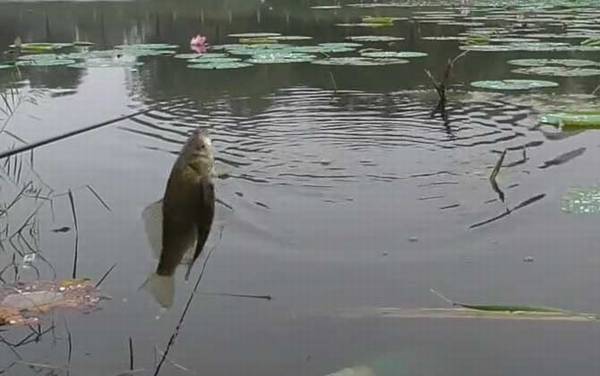 �＾ˮ����㼼��ȫ֪ʶ