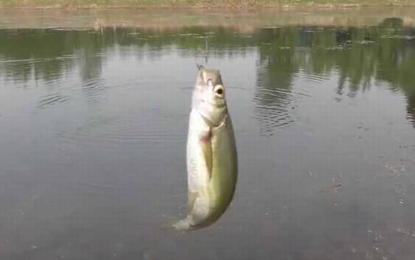 �Ϸ��紺���㼼�ɼ������䷽