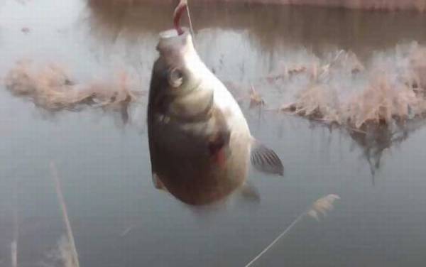 �紺�������ǵ�ǳ��